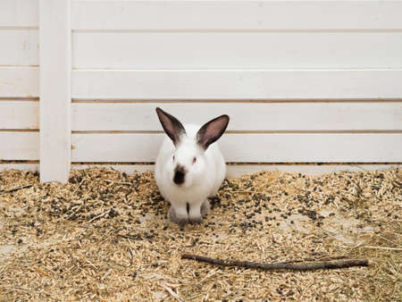 A huge, large, fleshy white rabbit behind the fence in the zoo pen. The face of a decorative bunny with black ears and nose. The concept is a symbol of the Catholic happy Easter holiday.の写真素材
