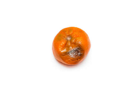 One rotten, half-decomposed, blackened, moldy, limp fruit on a white background. Spoiled, unhealthy, orange tangerine. The concept of expired food, poisoning, infection.の写真素材