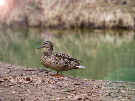 One gray-brown duck walks on the shore of the green city pond of the reserve. The concept of protecting and protecting untouched wildlife. Selective blur of focus.の写真素材