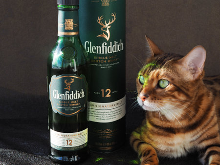 Kirov, Russia - 02.23.2021: Green bottle of 12-year-old Glenfiddich next to the gift box (tube). Bengal cat touches and sniffs the most popular Scottish single malt whiskey from the William Grant.のeditorial素材