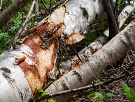 A birch tree, piled up and gnawed by beavers, on the bank of the river. Close-up photo, bite marks. The concept of changing the landscape, ecology and climate by wild animals in nature.の写真素材