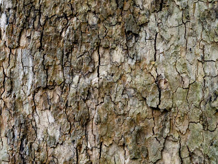 The texture of a tree trunk with peeling bark. A woody, faded full-screen background.