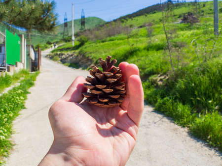Man holds in palm of his hand an open cone of a southern pine tree against background of a rural...