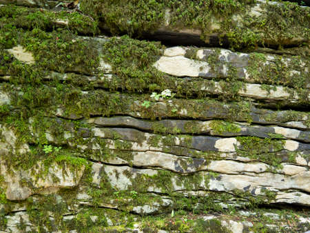 A primitive, prehistoric texture. Detailed moss background on gray textured rock.の写真素材