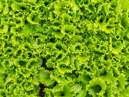 Bright summer plant background. The texture of a green leaf lettuce planted on a garden bed in full screen, close-up. The concept of healthy, proper nutrition, diet.の写真素材