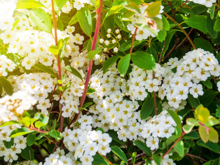 A profusely blooming May bush Spirea Vangutta. Spring flowering of the decorative Spiraea...