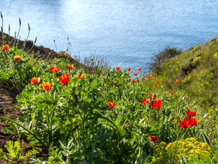 There are many red poppies in the green grass on the rocky shore of the Black Sea in the Crimea. Narcotic, medical flowers and herbs.の写真素材