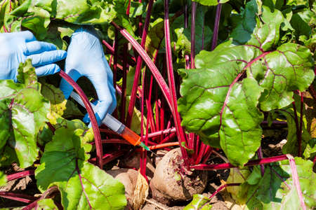 Female scientist in blue medical gloves holds syringe with a red chemical fertilizer. Crop treatment with toxin from insect pests. GMO food injection. Experiments accelerating growth of vegetables.の写真素材