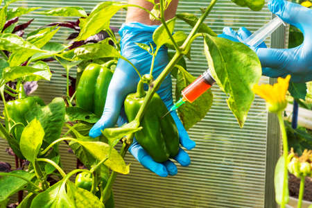 Female scientist in blue medical gloves holds syringe with a red chemical fertilizer. Crop treatment with toxin from insect pests. GMO food injection. Experiments accelerating growth of vegetables.の写真素材