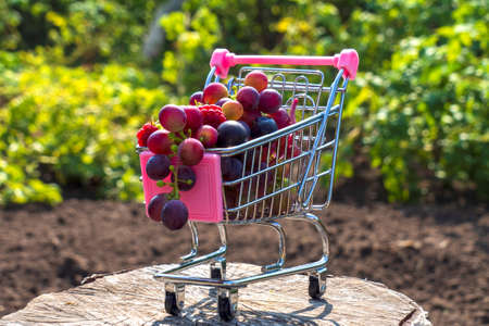 A bunch of grapes and raspberries in a small shopping cart (toy trolley) on the background of a farm...