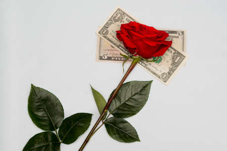 A red rose lies on dollar bills on a white background of the table. The concept of Valentine's Day.の写真素材