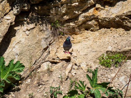 A lonely pigeon climbs the rocksの写真素材