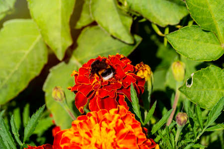 A large bumblebee pollinates a red marigold in a flower bed in the garden.の写真素材