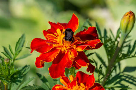 A large bumblebee pollinates a red marigold in a flower bed in the garden.の写真素材