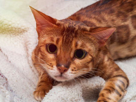 The Bengal cat hunts with its eyes wide open. Feline emotions of surprise and anxiety.