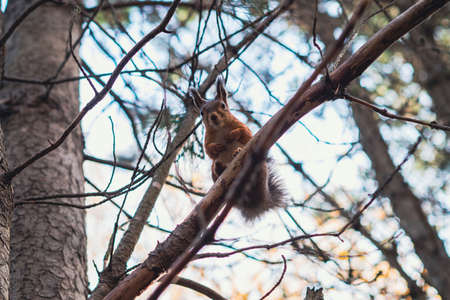 One orange squirrel in the park in the autumn season sits on a treeの写真素材