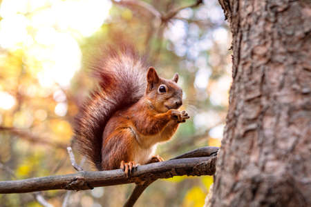 One orange squirrel in the park in the autumn season sits on a tree and eats nuts.の写真素材