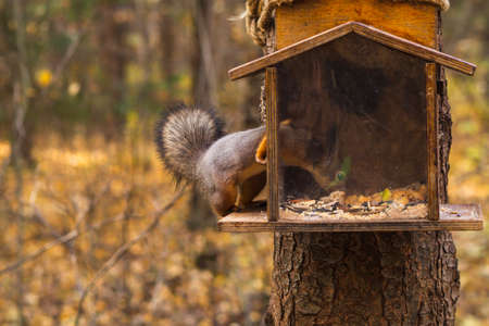 One orange squirrel in the park in the autumn season takes nuts out of the food feeder. Survival in the wild and preparation for winter.の写真素材