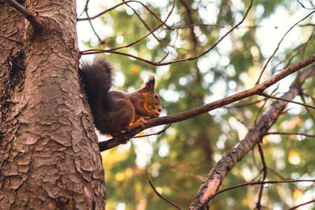 One orange squirrel in the park in the autumn season sits on a tree and eats nuts.の写真素材