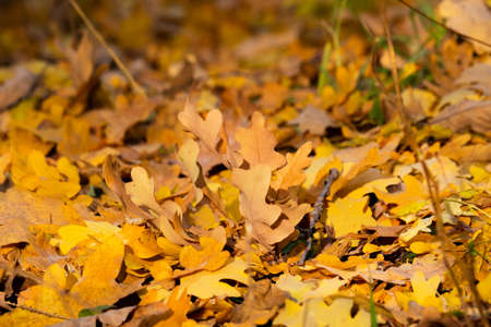 Yellow and orange oak fallen leaves on the ground in full screen.の写真素材