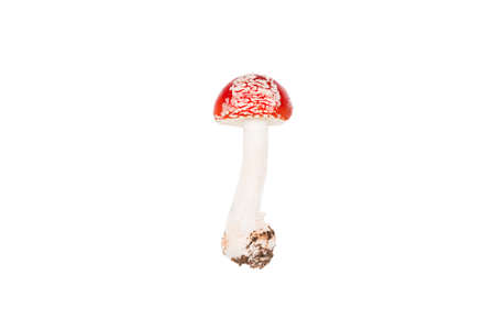 One mushroom fly agaric isolated on a white background. The concept of poisonous, narcotic mushrooms.の写真素材