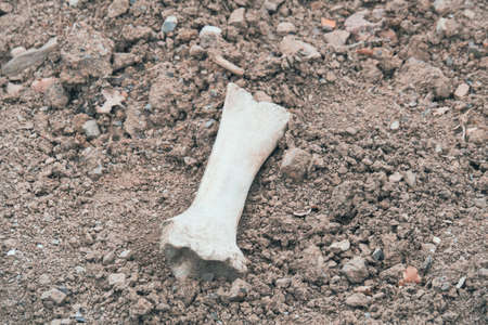 One white bone of a wild animal lies on the ground in a field.の写真素材
