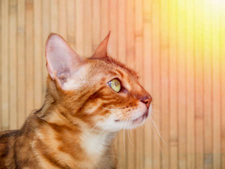 Portrait of a pedigreed Bengal cat against a wooden bamboo background.の写真素材