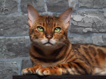 Portrait of a pedigreed green eye Bengal cat against a wall brick background.の写真素材