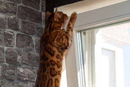 A Bengal purebred cat is trying to get out of an open white plastic window onto the street....