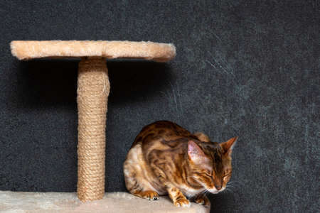 A pedigreed Bengal cat falls asleep lying on a shelf of a high scratching post against a black wall....