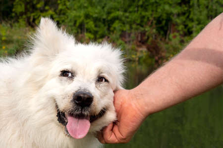 A man strokes a big cheerful and happy white fluffy dog on the head against the background of a lake...