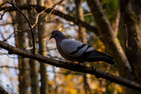 A lonely pigeon is sitting on a branch in the shade of trees against a background of yellow autumn foliage.の写真素材