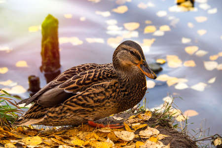 One female duck walks on the ground on the shore against the background of the lake. City park, in the fallen autumn leaves.の写真素材