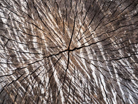 The texture of the end of a sawn old faded log in close-up. Annual tree rings, macro.の写真素材