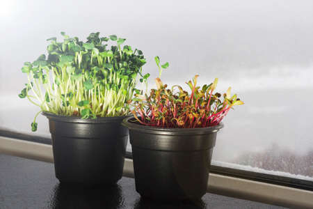Microgreenery in pots grows on the windowsill of the balcony. The concept of healthy eating, vegetarian food.の写真素材