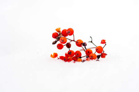 A bunch of red mountain ash berries has fallen and is lying on the white snow.の写真素材