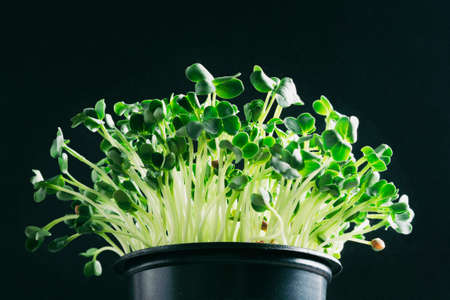 Microgreenery in a pot on a black background close-up. The concept of healthy eating, vegetarian food.の写真素材