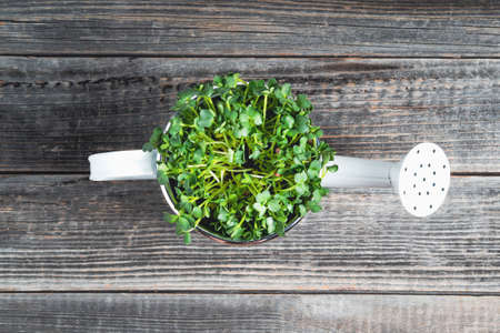 Micro-greenery in a watering can on a wooden table background close-up. Growing and cultivation. The concept of healthy eating, vegetarian food.の写真素材