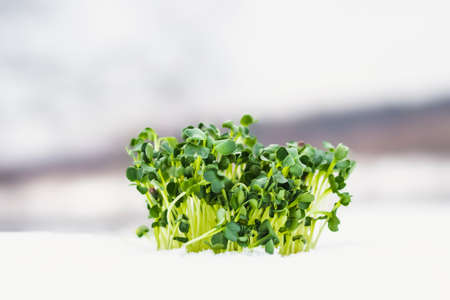 Microgreen in white winter snow. The onset of spring. The concept of healthy eating, vegetarian food.の写真素材