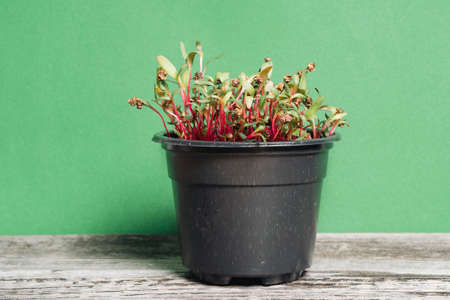 Microgreenery in a pot on a wooden table on a green background. The concept of healthy eating,...
