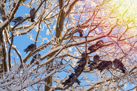 City pigeons bask in winter sunlight on the branches of a city tree. A flock or group of pigeons freezes in wintertime. The concept of wild animal survival.の写真素材