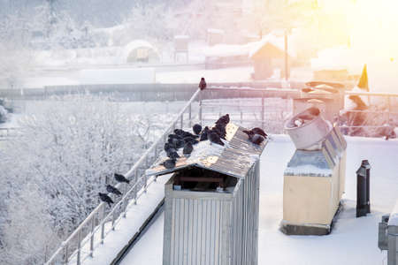 City pigeons warm themselves in the winter sunshine and steam on the roof of the building. A flock or group of pigeons freezes in wintertime. The concept of wild bird survival.の写真素材