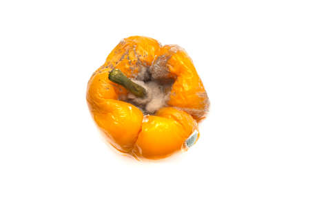 One spoiled rotten yellow pepper isolated on a white background. Unhealthy junk food. The concept of poisoning.の写真素材