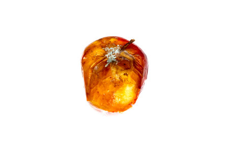 One rotten red apple isolated on a white background. Spoiled moldy fruit close up. The concept of expired food, poisoning, infection.の写真素材