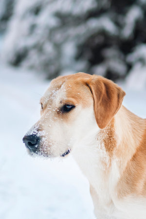Hunting Russian hound dog on the background of a winter forest. A thin, emaciated mongrel freezes on...