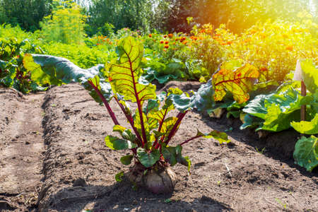 Giant beetroot. One big lonely beet grows in a garden bed against the background of a garden on a sunny day. The concept of growing vegetables. Farming and gardening.の写真素材