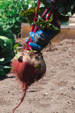 A woman in work gloves harvest out a giant beetroot from the garden. The concept of growing your own...