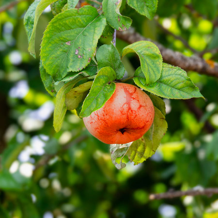 A red apple is hanging on a branch of an apple tree in the garden close-up. Gardening and farming.の写真素材