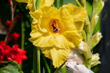 Yellow gladiolus on a garden bed. flower head close-up.の写真素材