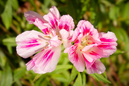 Clarkia amoena pink flower close-up in the garden.の写真素材
